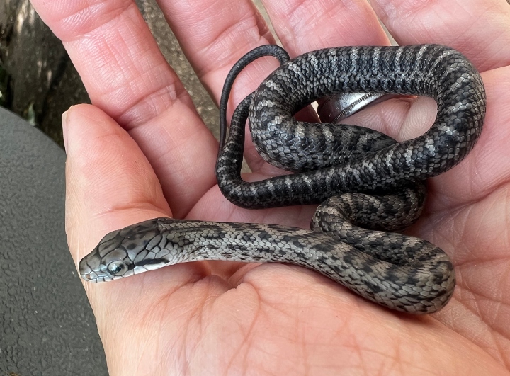 Japanese Rat Snake